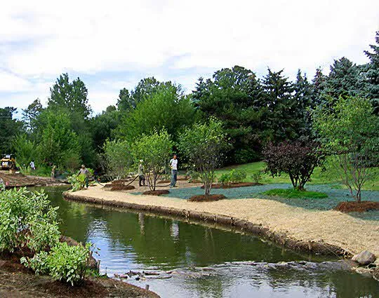 Featured Project 3-Ferry Drain Troy, Michigan 5 Ferry Drain Trees